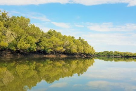 Zambézia reflorestou 178 hectares de mangal