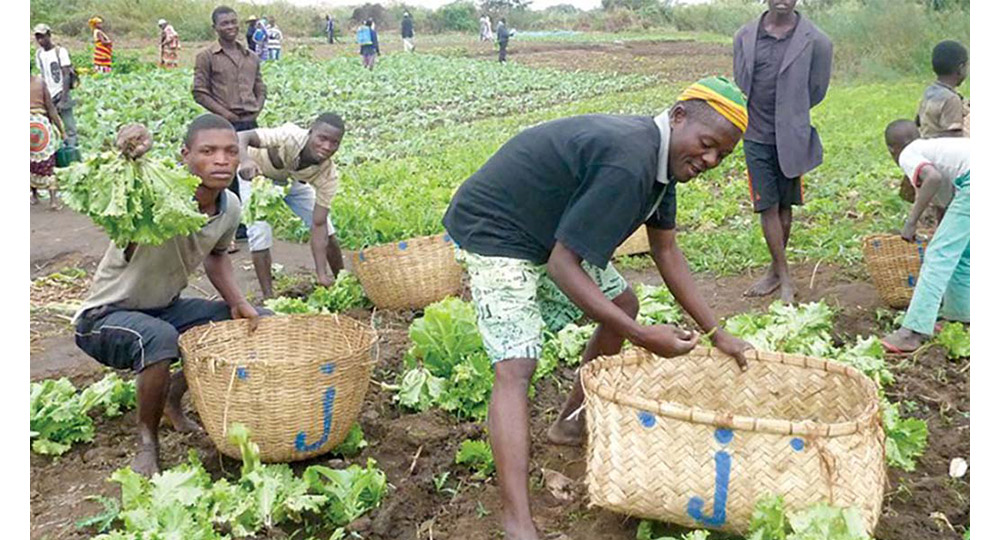OMR avança estratégias para catapultar agricultura de pequenos agricultores