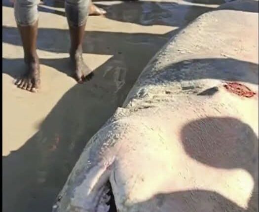 Tubarão encontrado com restos humanos na boca, em Pebane