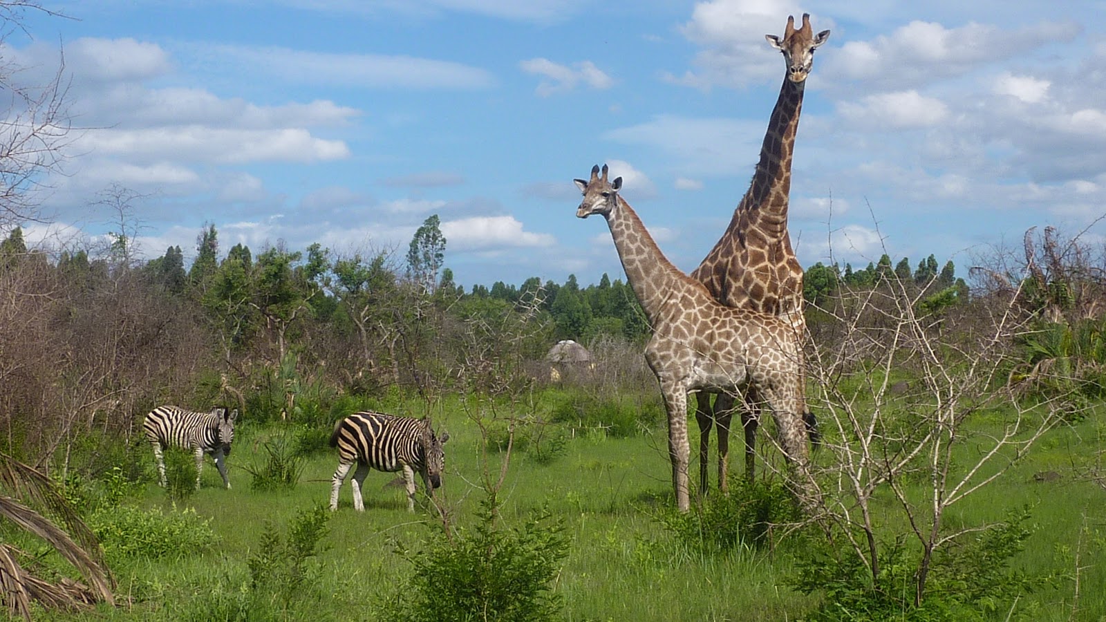 Girafes et Zebres